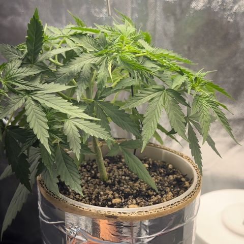 Cotton Candy  growlog photo: Depois de tudo feito limpeza das folhas estresse e mas amarras…. Foi regado só com Agua ph 6.5