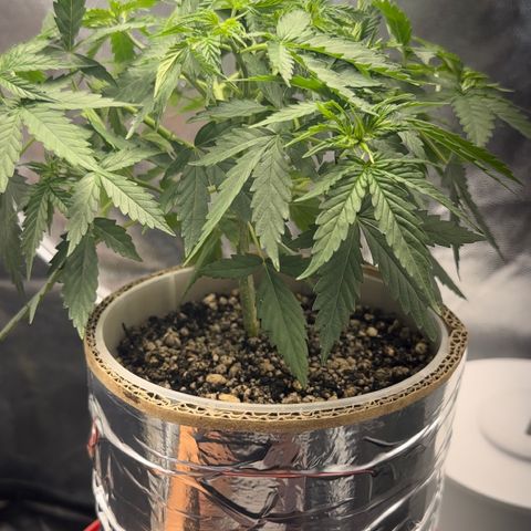 Cotton Candy  growlog photo: Depois de tudo feito limpeza das folhas estresse e mas amarras…. Foi regado só com Agua ph 6.5