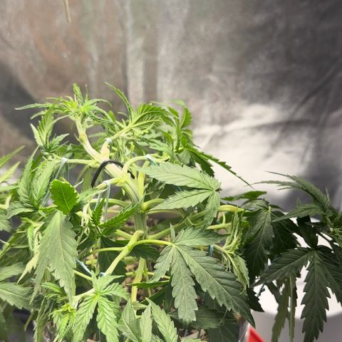 Cotton Candy  growlog photo: Hoje fez limpeza retirando algumas folhas, estresse apertando o talo e amarras em todos galhos regado com Agua hoje .