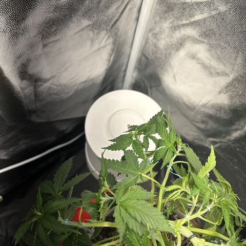 Cotton Candy  growlog photo: Hoje fez limpeza retirando algumas folhas, estresse apertando o talo e amarras em todos galhos regado com Agua hoje .