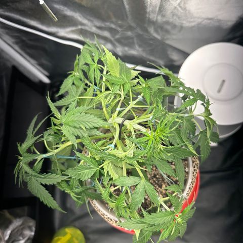 Cotton Candy  growlog photo: Hoje fez limpeza retirando algumas folhas, estresse apertando o talo e amarras em todos galhos regado com Agua hoje .