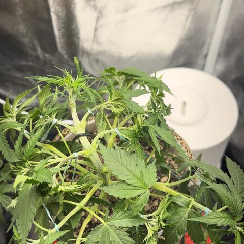 Cotton Candy  growlog photo: Hoje fez limpeza retirando algumas folhas, estresse apertando o talo e amarras em todos galhos regado com Agua hoje .
