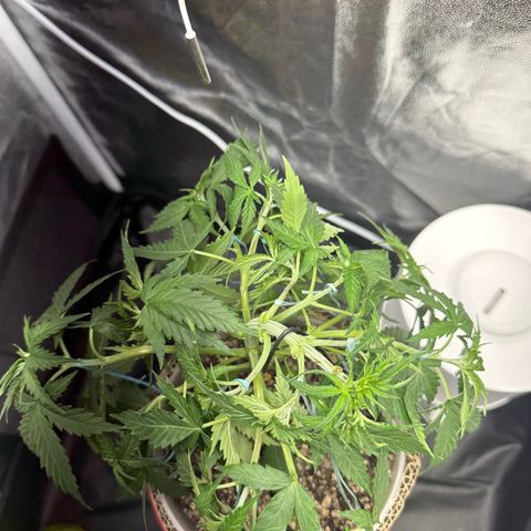 Cotton Candy  growlog photo: Hoje fez limpeza retirando algumas folhas, estresse apertando o talo e amarras em todos galhos regado com Agua hoje .