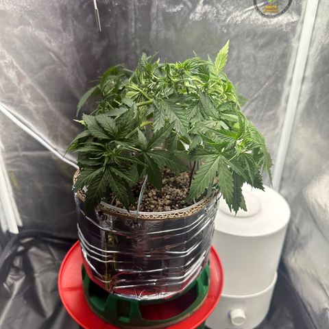 Cotton Candy  growlog photo: Hoje fez limpeza retirando algumas folhas, estresse apertando o talo e amarras em todos galhos regado com Agua hoje .