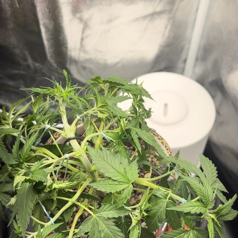 Cotton Candy  growlog photo: Hoje fez limpeza retirando algumas folhas, estresse apertando o talo e amarras em todos galhos regado com Agua hoje .