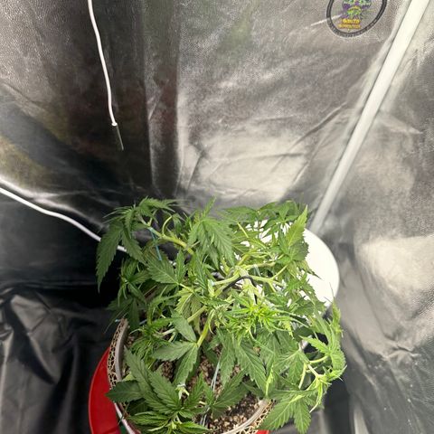 Cotton Candy  growlog photo: Hoje fez limpeza retirando algumas folhas, estresse apertando o talo e amarras em todos galhos regado com Agua hoje .