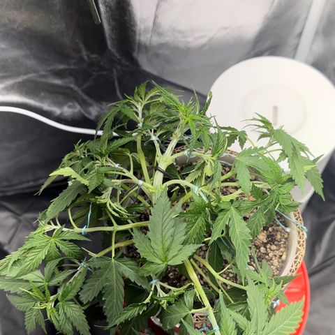 Cotton Candy  growlog photo: Hoje fez limpeza retirando algumas folhas, estresse apertando o talo e amarras em todos galhos regado com Agua hoje .