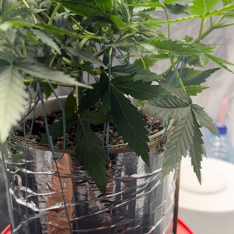 Cotton Candy  growlog photo: 31 dias com amarras regado com água Ph regulado 
Elas estão começando a subir novamente…..