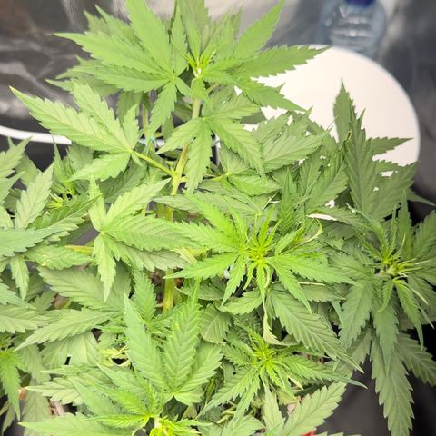 Cotton Candy  growlog photo: 31 dias com amarras regado com água Ph regulado 
Elas estão começando a subir novamente…..
