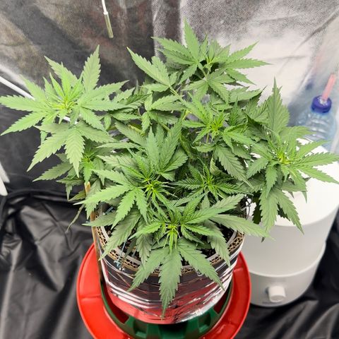 Cotton Candy  growlog photo: 31 dias com amarras regado com água Ph regulado 
Elas estão começando a subir novamente…..