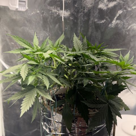 Cotton Candy  growlog photo: 31 dias com amarras regado com água Ph regulado 
Elas estão começando a subir novamente…..