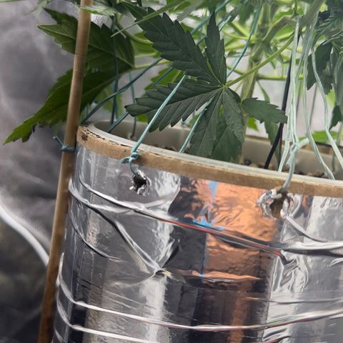 Cotton Candy  growlog photo: 31 dias com amarras regado com água Ph regulado 
Elas estão começando a subir novamente…..