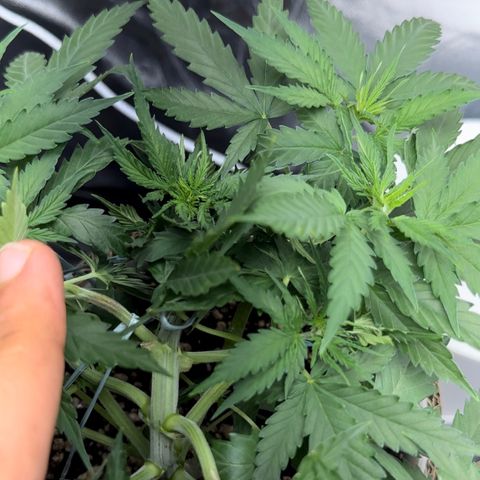 Cotton Candy  growlog photo: 31 dias com amarras regado com água Ph regulado 
Elas estão começando a subir novamente…..