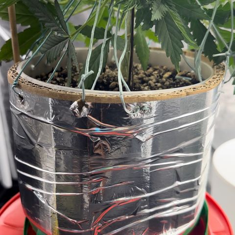 Cotton Candy  growlog photo: 31 dias com amarras regado com água Ph regulado 
Elas estão começando a subir novamente…..
