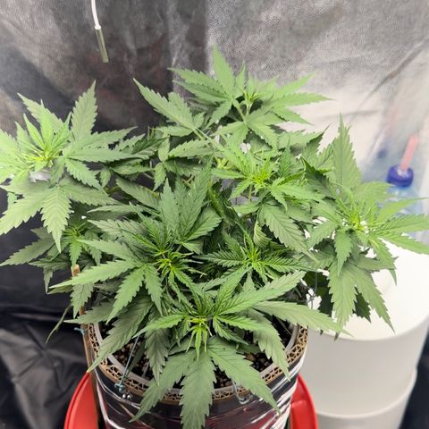 Cotton Candy  growlog photo: 31 dias com amarras regado com água Ph regulado 
Elas estão começando a subir novamente…..
