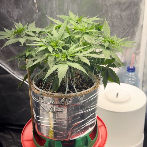 Cotton Candy  growlog photo: 31 dias com amarras regado com água Ph regulado 
Elas estão começando a subir novamente…..
