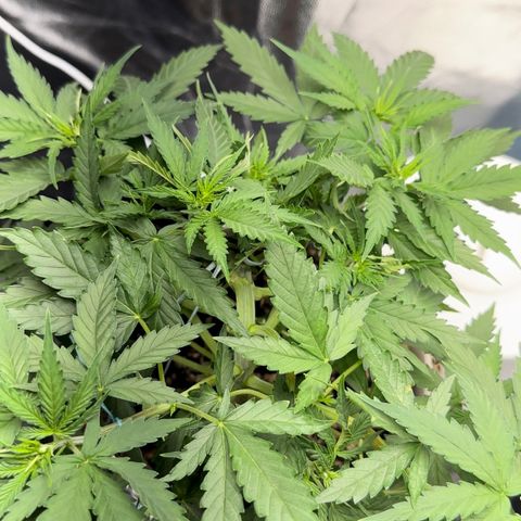 Cotton Candy  growlog photo: 31 dias com amarras regado com água Ph regulado 
Elas estão começando a subir novamente…..