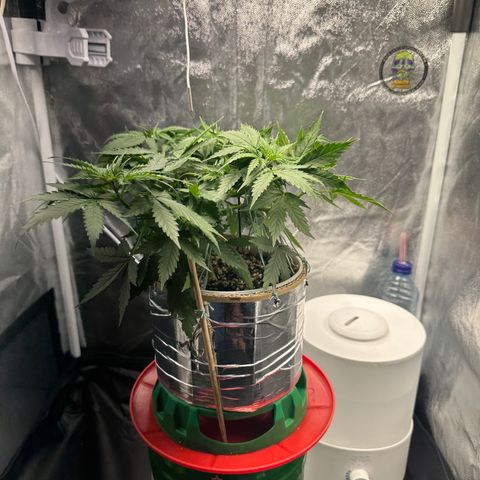 Cotton Candy  growlog timeline photo