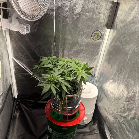 Cotton Candy  growlog timeline photo