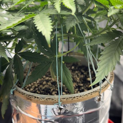 Cotton Candy  growlog photo: Mas um dia regado com Fert…..