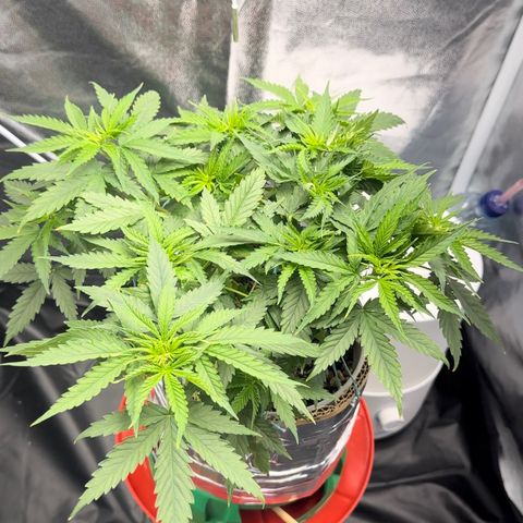 Cotton Candy  growlog photo: Mas um dia regado com Fert…..