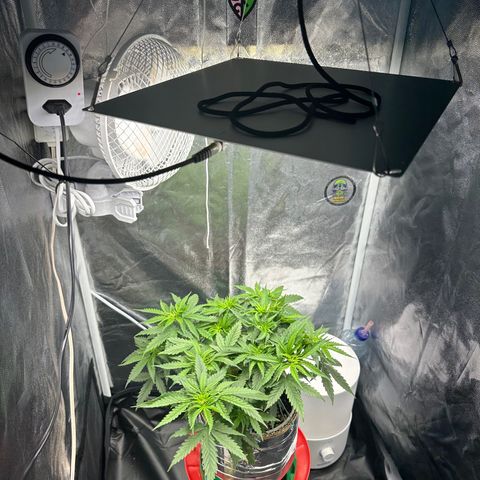 Cotton Candy  growlog photo: Mas um dia regado com Fert…..