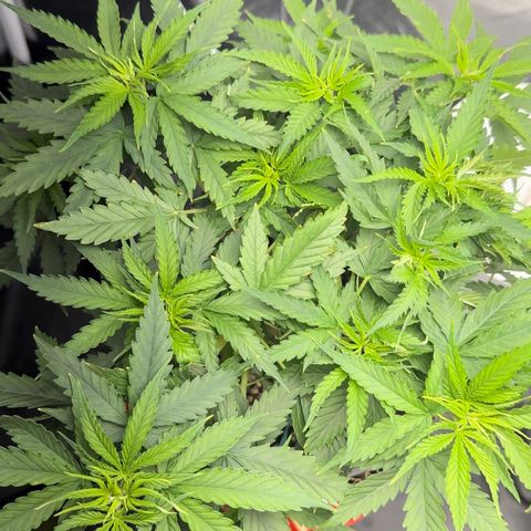 Cotton Candy  growlog photo: Mas um dia regado com Fert…..