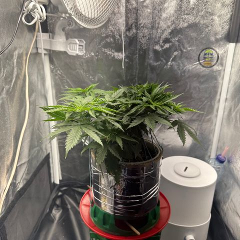 Cotton Candy  growlog photo: Mas um dia regado com Fert…..