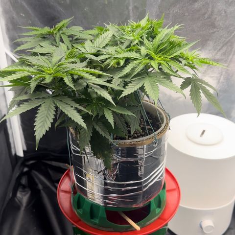 Cotton Candy  growlog photo: Mas um dia regado com Fert…..