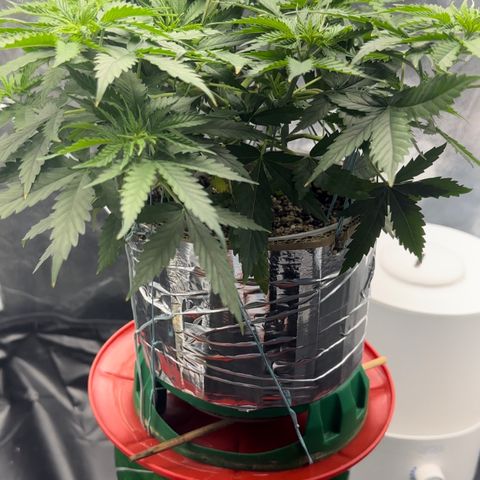 Cotton Candy  growlog photo: Mas um dia regado com Fert…..