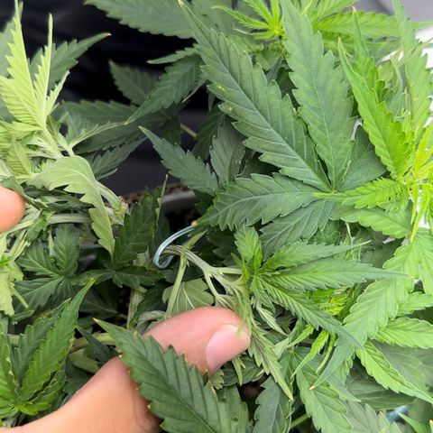 Cotton Candy  growlog photo: Mas um dia regado com Fert…..