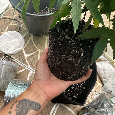Cotton Candy  growlog photo: Feito transplante e a noite vou burrifar neem…