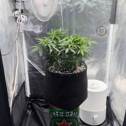 Cotton Candy  growlog photo: Feito transplante e a noite vou burrifar neem…