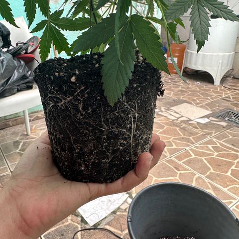 Cotton Candy  growlog photo: Feito transplante e a noite vou burrifar neem…