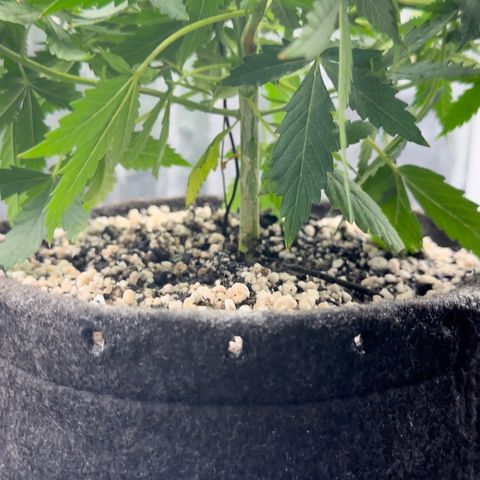 Cotton Candy  growlog photo: Feito transplante e a noite vou burrifar neem…