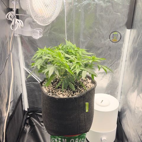 Cotton Candy  growlog photo: Feito transplante e a noite vou burrifar neem…