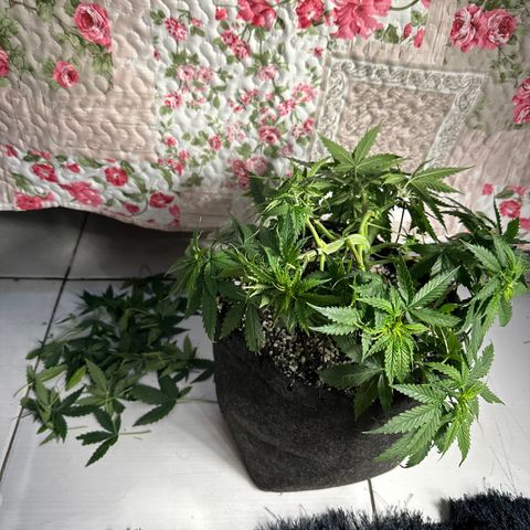 Cotton Candy  growlog photo: Hoje eu fiz novas amarras, fiz algumas podas de limpeza tirando folhas e o primeiro galho do primeiro nó..