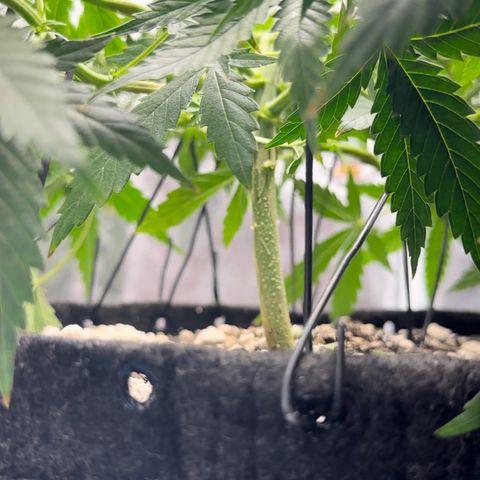 Cotton Candy  growlog photo: Hoje eu fiz novas amarras, fiz algumas podas de limpeza tirando folhas e o primeiro galho do primeiro nó..