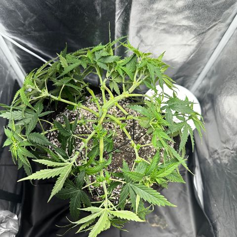 Cotton Candy  growlog photo: Hoje eu fiz novas amarras, fiz algumas podas de limpeza tirando folhas e o primeiro galho do primeiro nó..