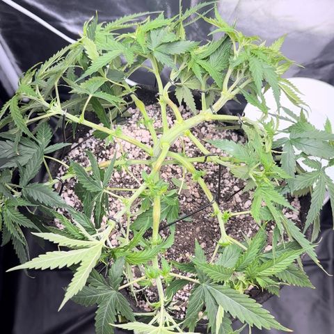 Cotton Candy  growlog photo: Hoje eu fiz novas amarras, fiz algumas podas de limpeza tirando folhas e o primeiro galho do primeiro nó..