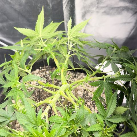 Cotton Candy  growlog photo: Hoje eu fiz novas amarras, fiz algumas podas de limpeza tirando folhas e o primeiro galho do primeiro nó..