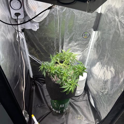 Cotton Candy  growlog photo: Hoje eu fiz novas amarras, fiz algumas podas de limpeza tirando folhas e o primeiro galho do primeiro nó..