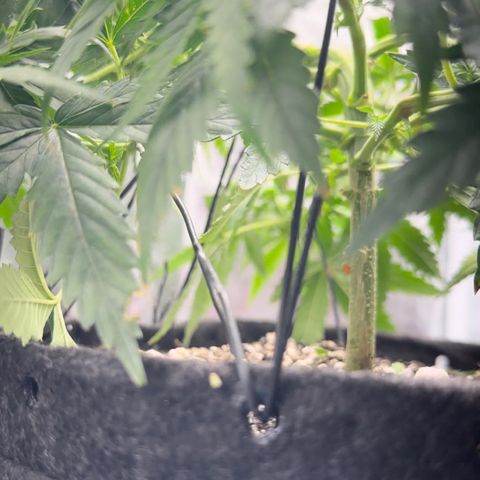 Cotton Candy  growlog photo: Hoje eu fiz novas amarras, fiz algumas podas de limpeza tirando folhas e o primeiro galho do primeiro nó..