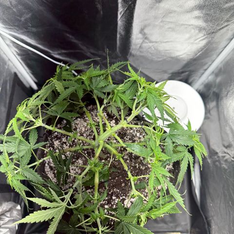 Cotton Candy  growlog photo: Hoje eu fiz novas amarras, fiz algumas podas de limpeza tirando folhas e o primeiro galho do primeiro nó..
