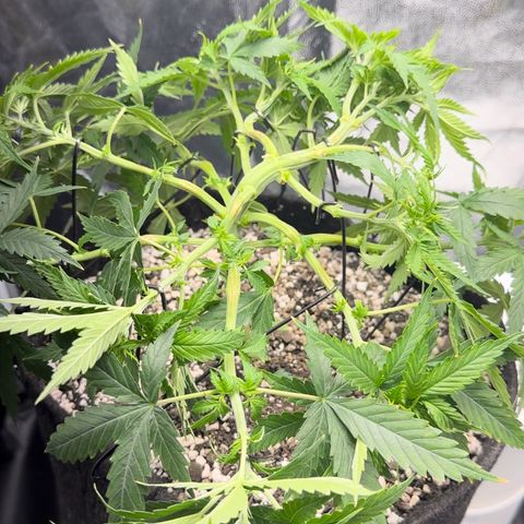 Cotton Candy  growlog photo: Hoje eu fiz novas amarras, fiz algumas podas de limpeza tirando folhas e o primeiro galho do primeiro nó..