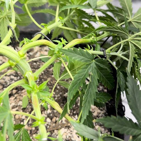Cotton Candy  growlog photo: Agora vou regar com água Ph certo .