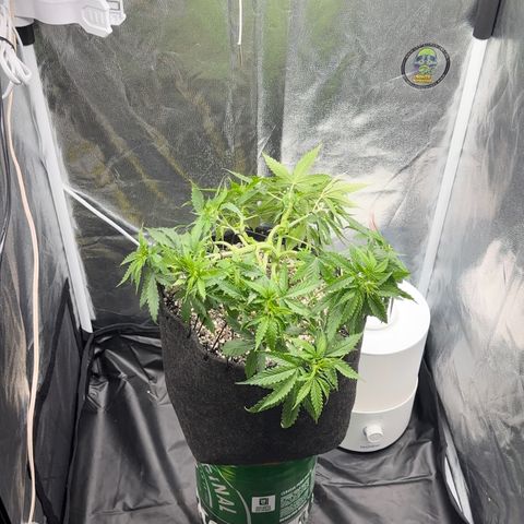 Cotton Candy  growlog photo: Agora vou regar com água Ph certo .