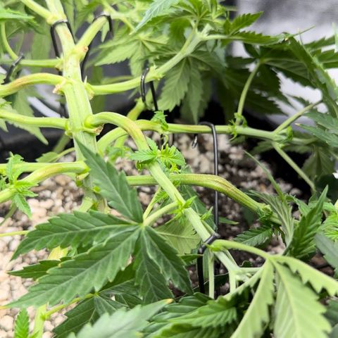 Cotton Candy  growlog photo: Agora vou regar com água Ph certo .