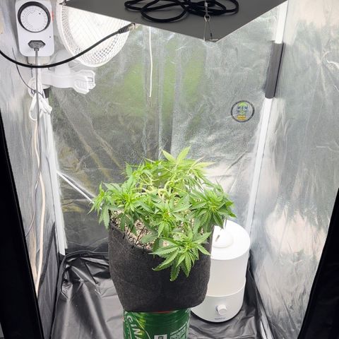 Cotton Candy  growlog photo: Agora vou regar com água Ph certo .