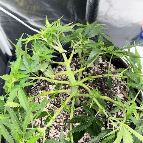 Cotton Candy  growlog photo: Agora vou regar com água Ph certo .